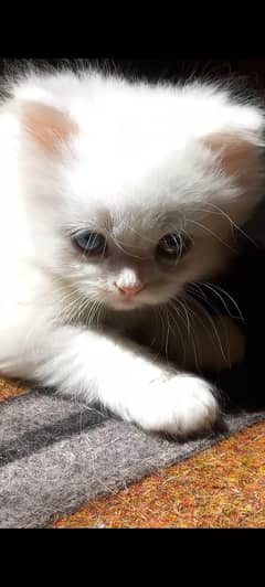 White pure Persian Kitten for sale