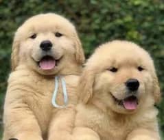 golden retriever puppy