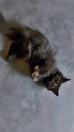 Persian cat female age 3month