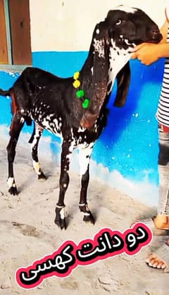 Bakra desi
