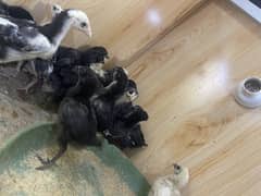 Australorp chicks for sale
