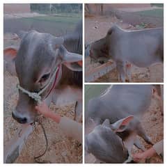 bull