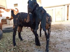 bakri