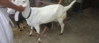 Blue Eyes bakri
