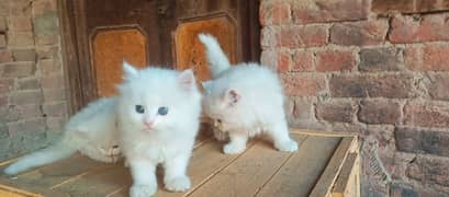 Persian