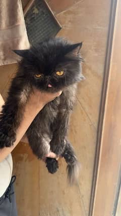 I am selling my peke face male 7 months old