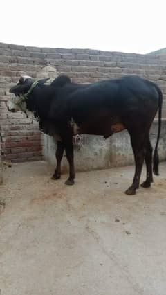 qurbani k lea