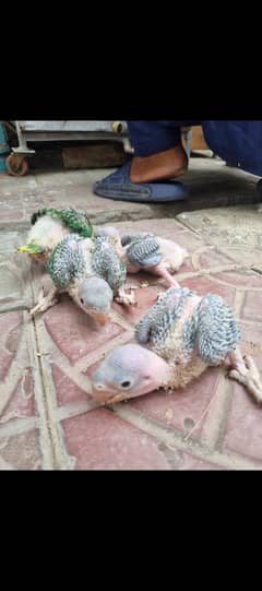 raw parrot baby