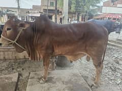 bachra