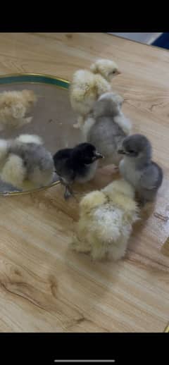 Fancy chicks available for sale