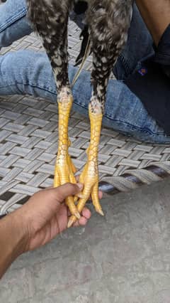 demand 50k