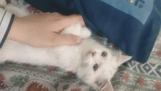 Turkish cute male kitten  white colour