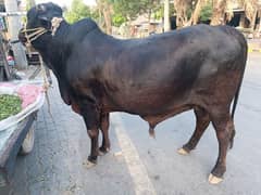 Qurbani 2o25 k liye bachry for sale 2 dant