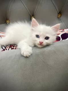 White Persian kittens.