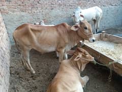 2 dant bachri Qurbani