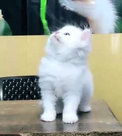 Persian hamalian british punch face piki face cat 03250387943