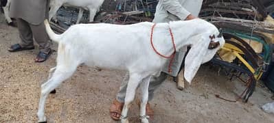 Bakra