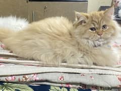 Triple coat persian cat pair