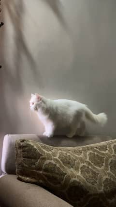 Persian cat female triple coat