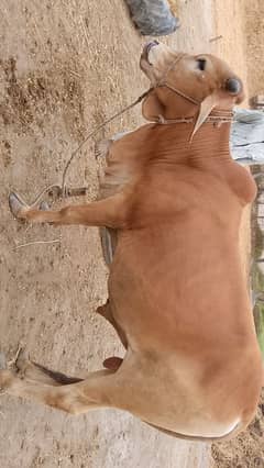 bachra