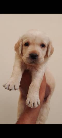 Top Quality Labrador puppies for sale