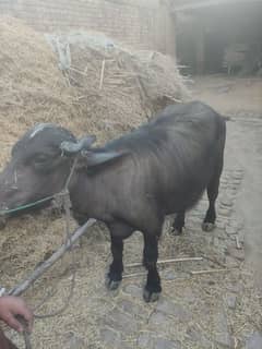 Buffalo