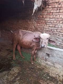 bura