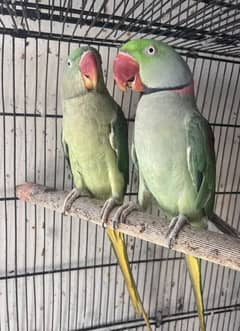 Raw Pair and Extra Adult Female For Sale my WhatsApp number03290364327