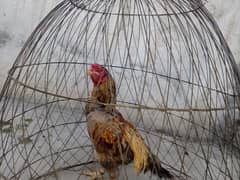 Asceal Cock