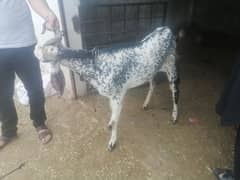 local organic farm islamabad