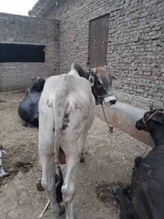 rana2