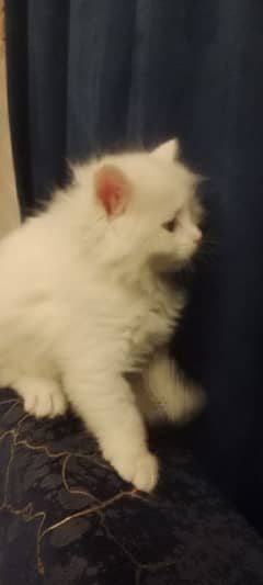 It is a beautiful cat Baby Nice color