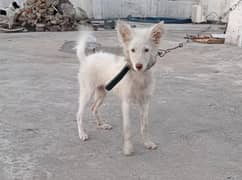 Pishta