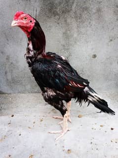 lasani breedar