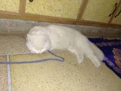 white 2 coat Persian male cat