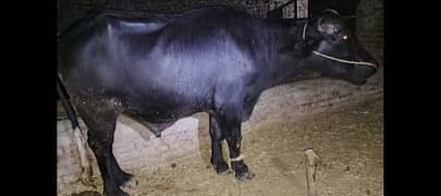 Katta For Qurbani Sale