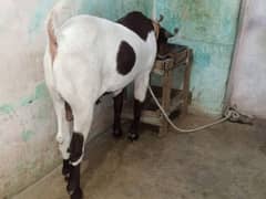 desi Vitthal Bakra urgent for sale 03,,,24,,81,,,93,,7,,83