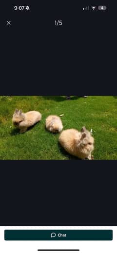 Lionhead rabbit