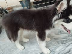 Husky for sale double breed very rare