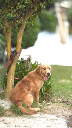 4 Months Golden Retriever Female Pedigreed