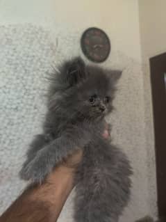 45 days only kittnen