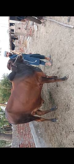 Bulls for Qurbani
