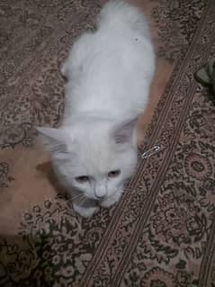 Persian Cat