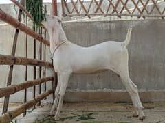 gulabi