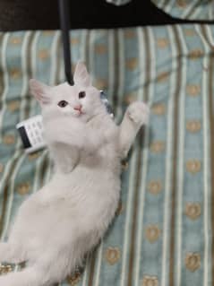 kittens for sale