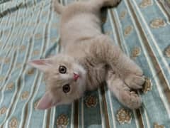 kittens for sale