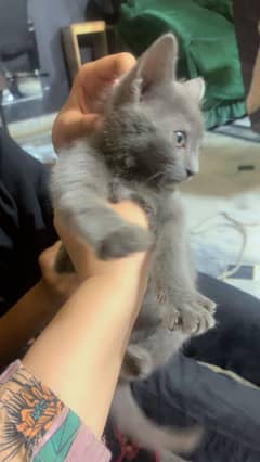 Cat for sale