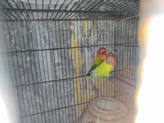 for sale without cage