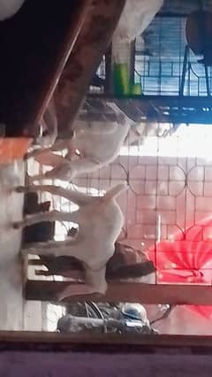 gulabi bachy  4 month male female 03121651899 Whatsapp