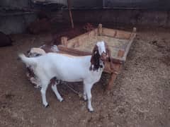 bakri